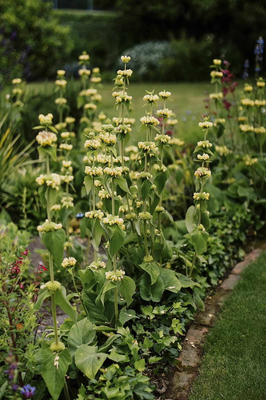 Phlomis russeliana, Turkish sage. Drought-tolerant plant