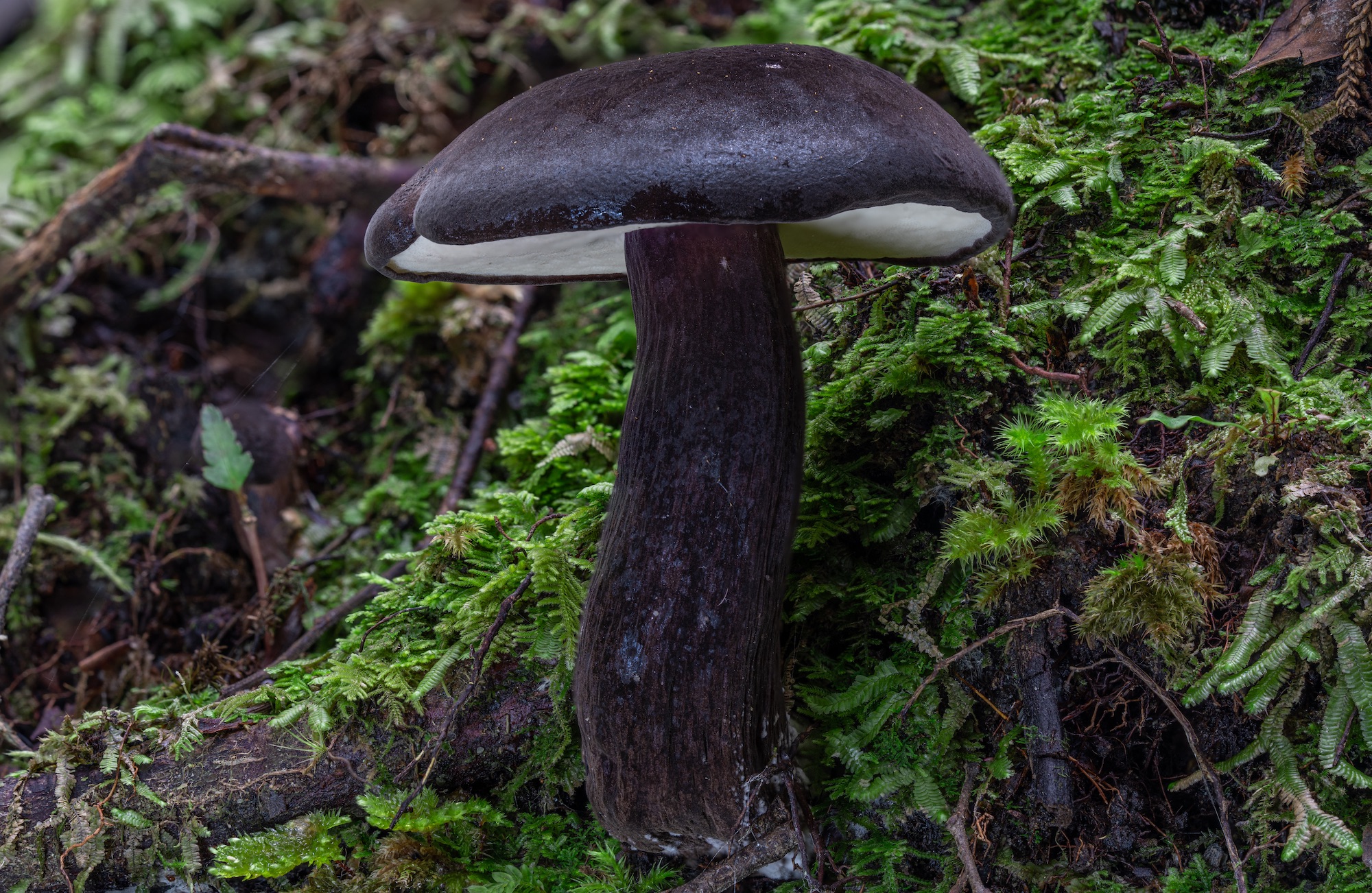 Tyopilus formosus | Fungi of NZ