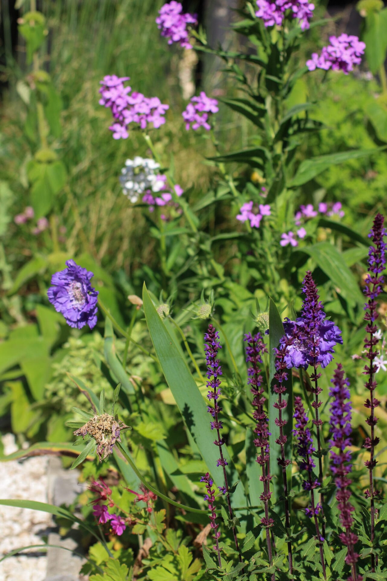 salvia caradonna with spring perennials Ultimate Guide to Salvia Plants