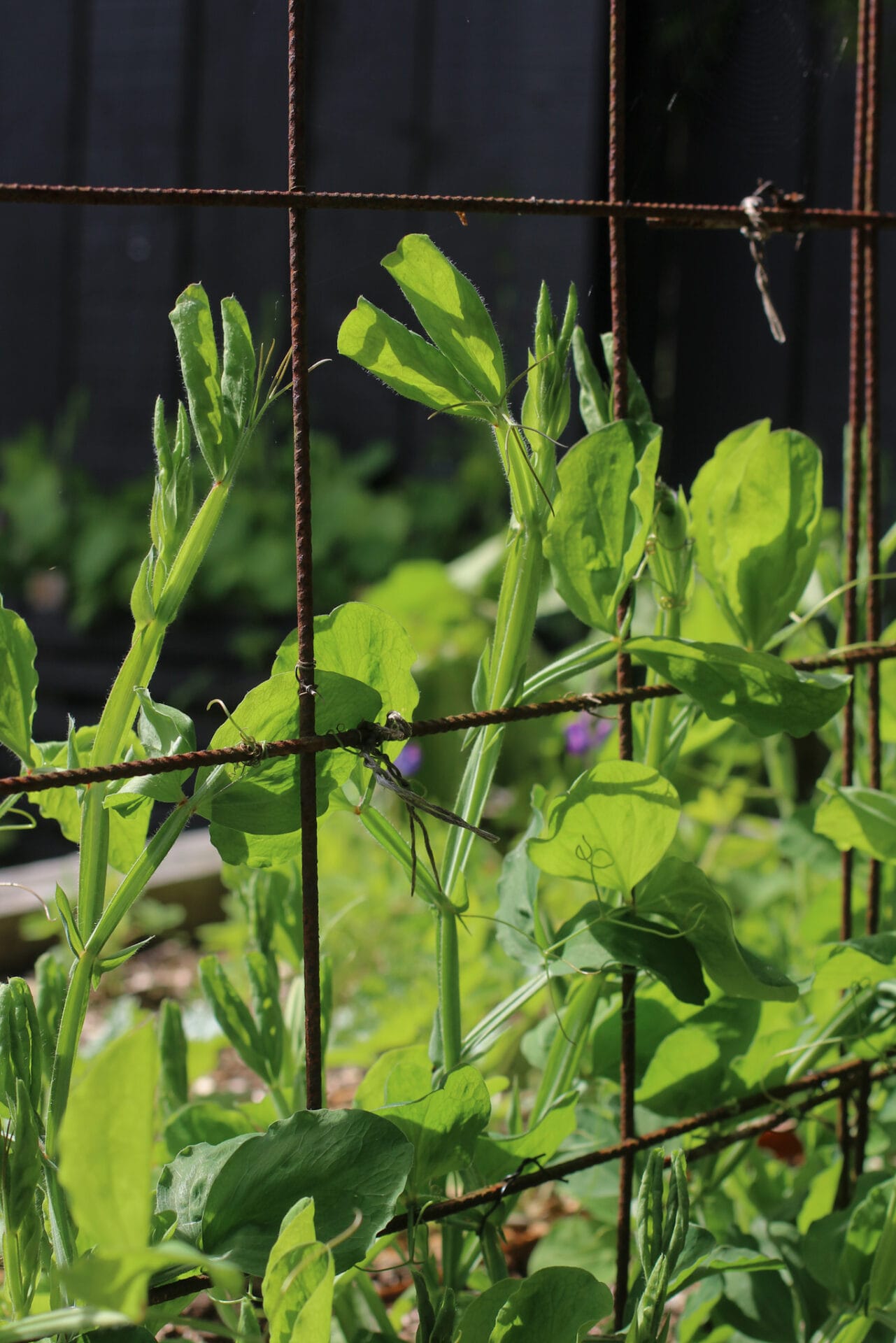 Sweet Peas are prone to powdery mildew