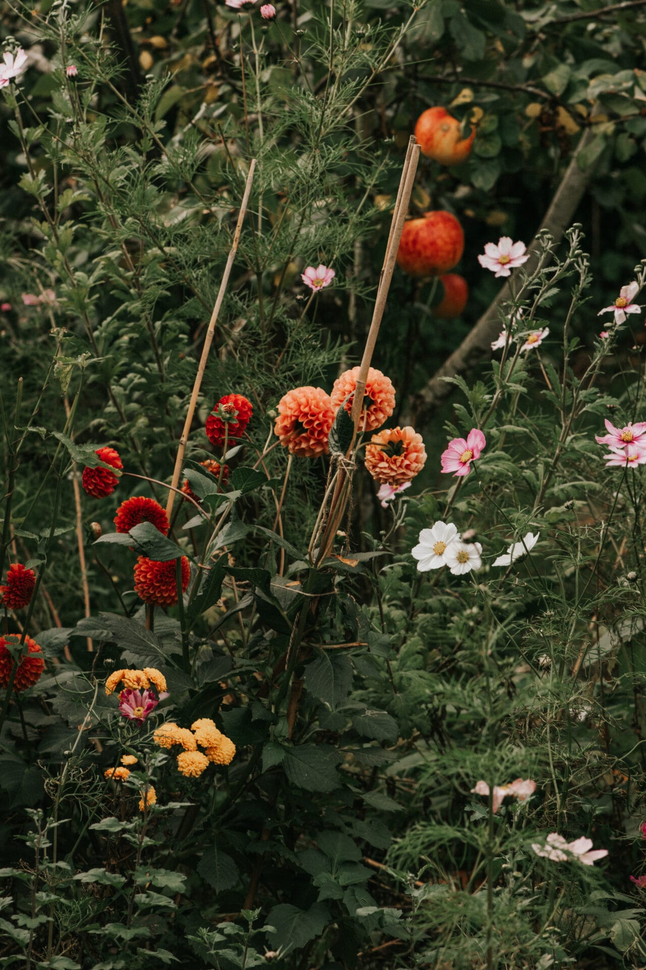 How to presprout & transplant dahlia tubers